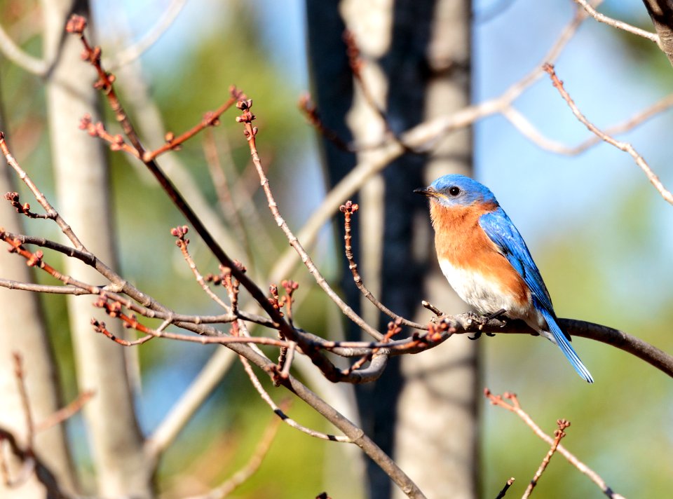 Eastern Bluebird (male)