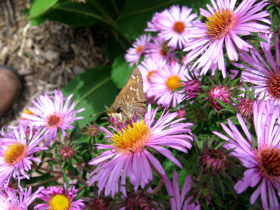 Skipper Sp. on Asters