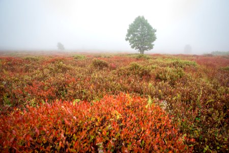 Big Meadows in Fall