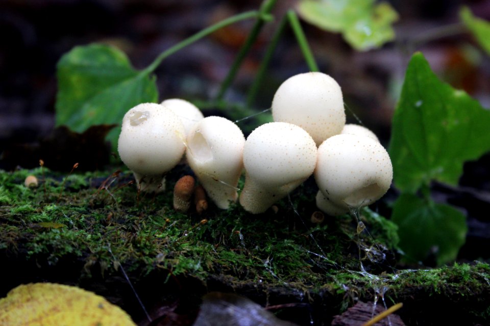 Fall Fungi