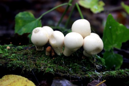 Fall Fungi photo