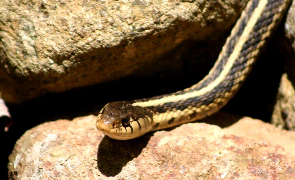 Eastern Garter Snake