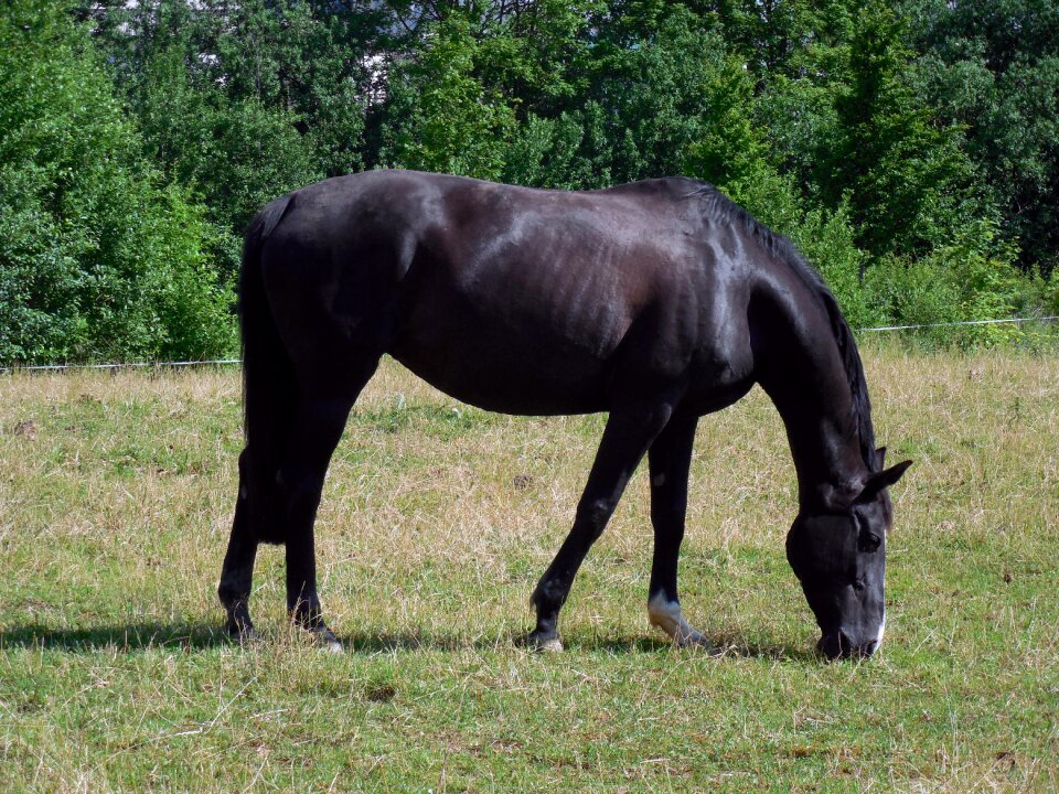 Graceful pferdeportait pasture