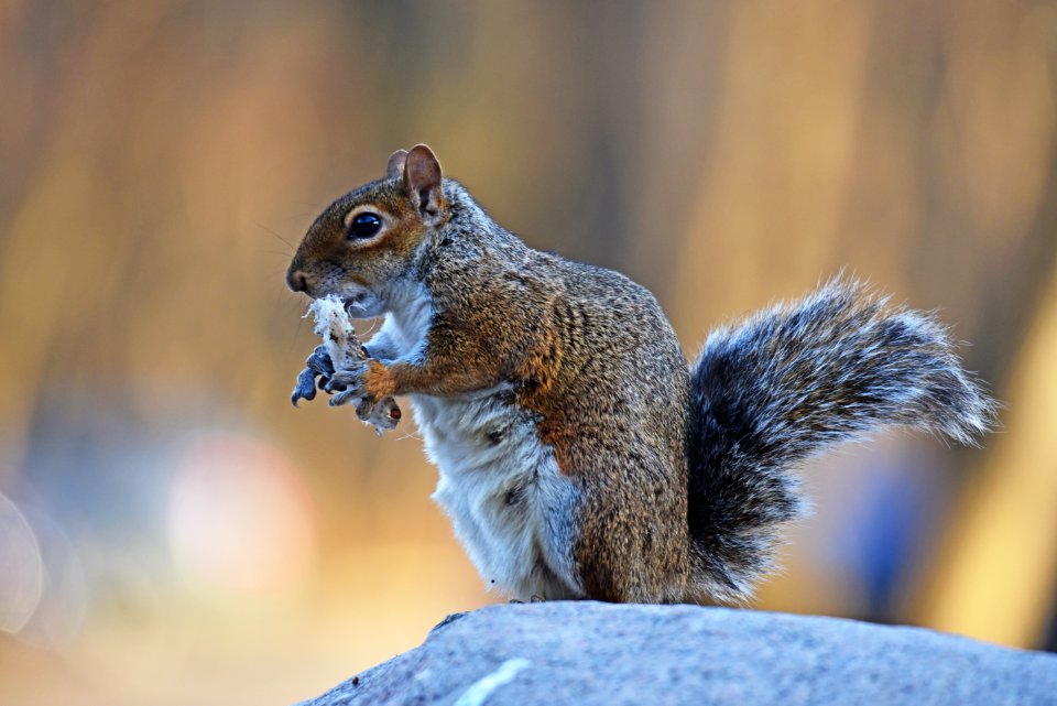 Gray squirrel eating a milkweed seed pod photo