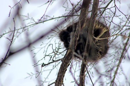 Napping Porcupine photo