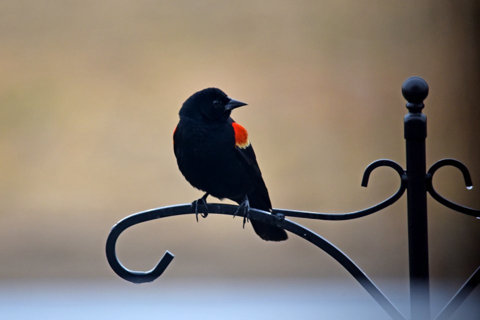 Red-winged blackbird