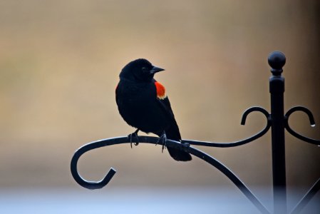 Red-winged blackbird photo