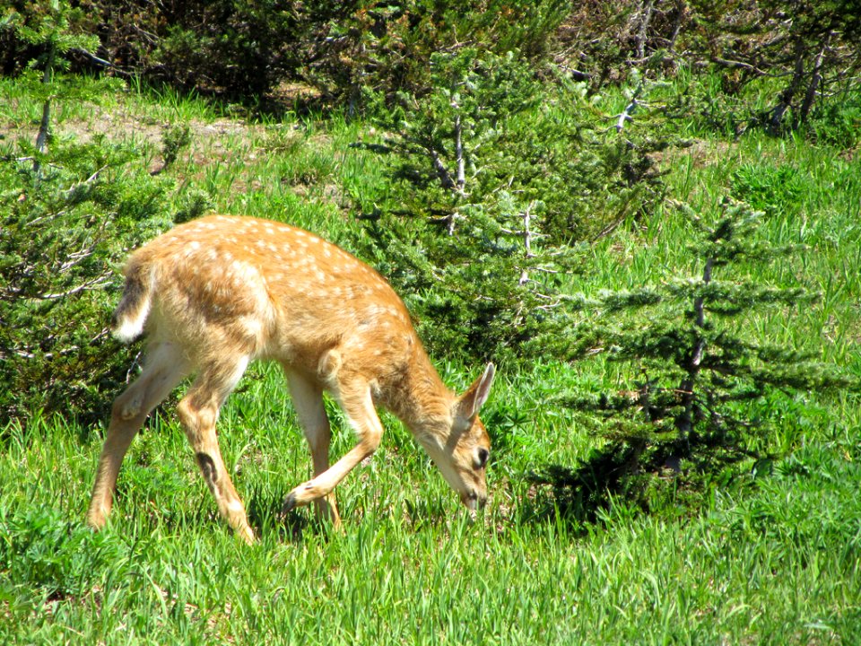 Deer at Hurricane Ridge at Olympic NP in WA