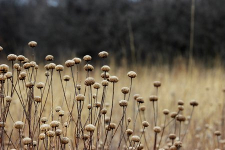 Wild Bergamot Seed Heads