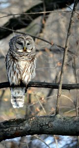 Barred Owl photo