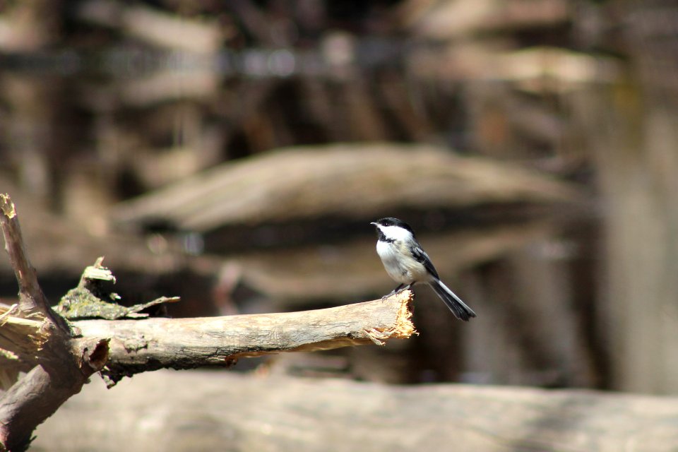 Black-capped Chickadee