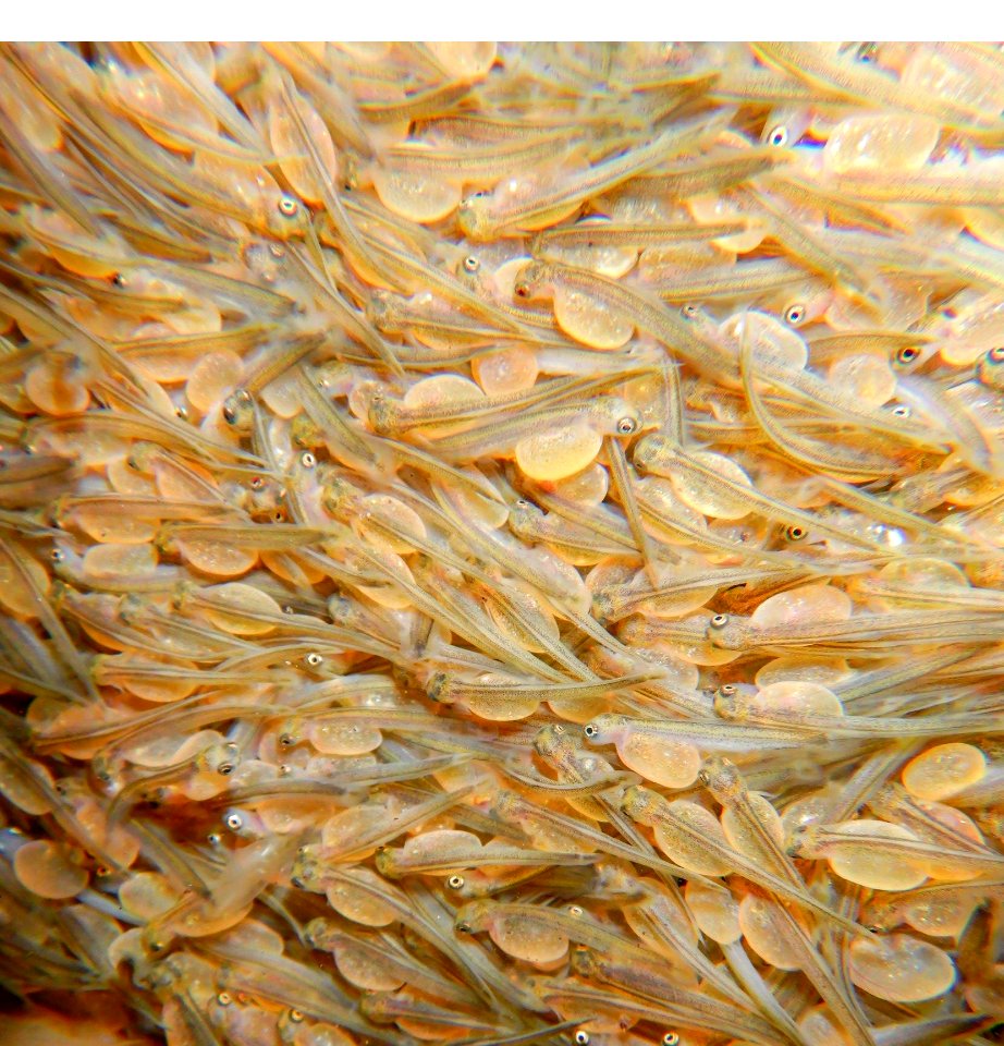 Lake trout sac fry