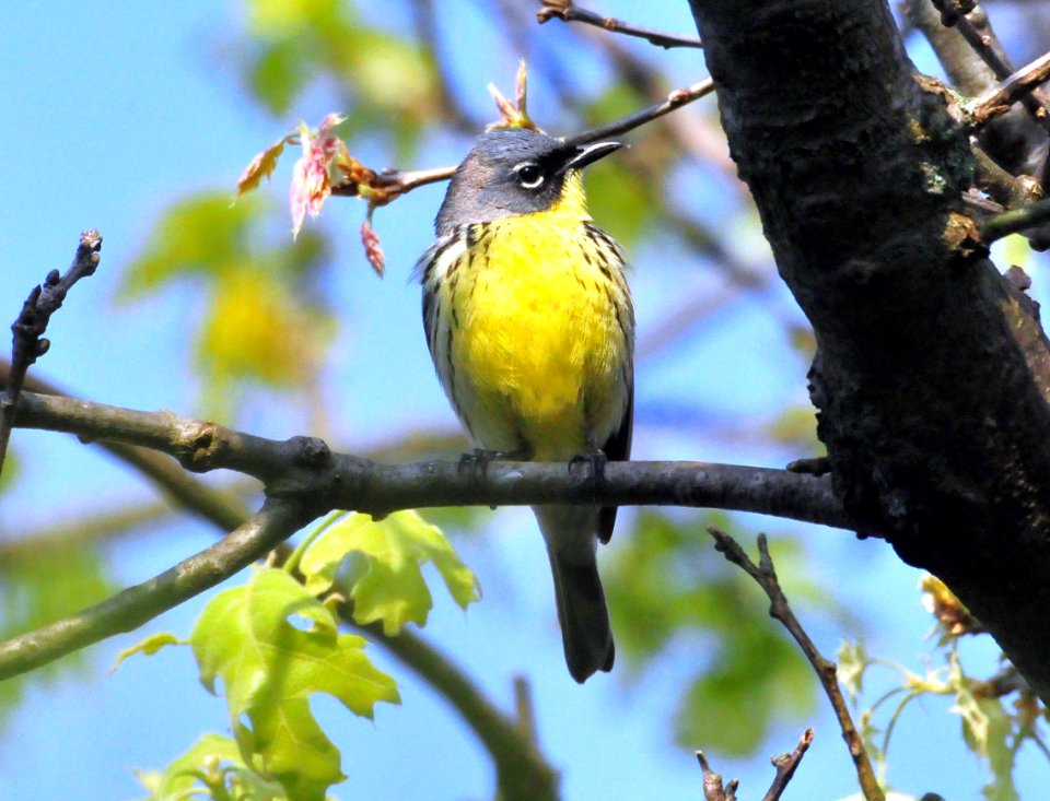 Kirtland's Warbler