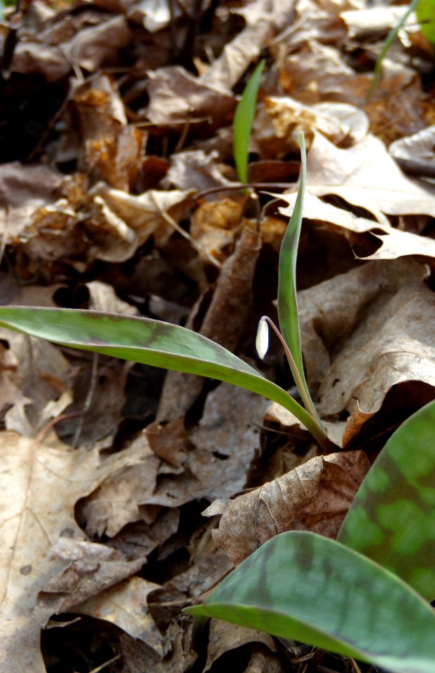 Dwarf trout lily bud:  survey date April 14, 2010