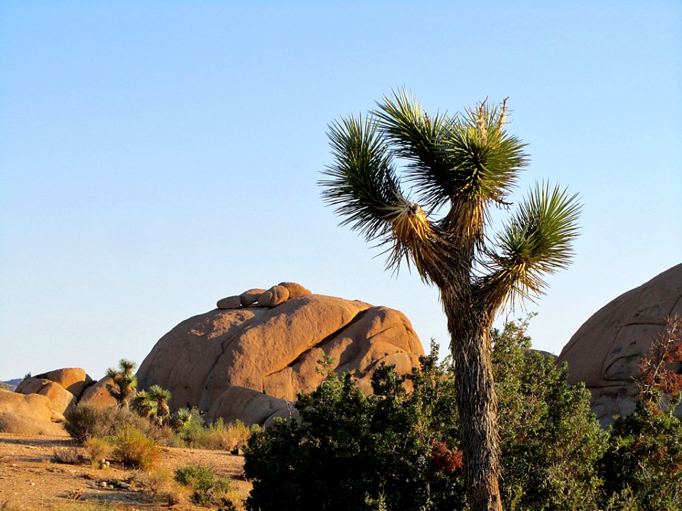 Joshua Tree National Park in California