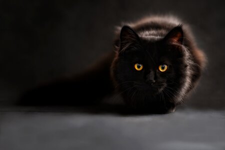 Cat's eyes black cat mainecoon