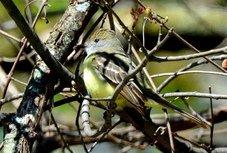 Great Crested Flycatcher in Ingham County, MI