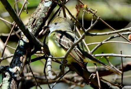 Great Crested Flycatcher in Ingham County, MI photo