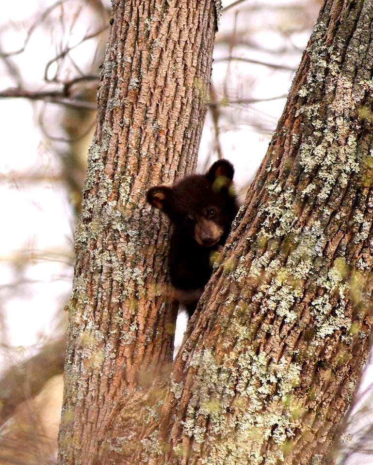 American Black Bear