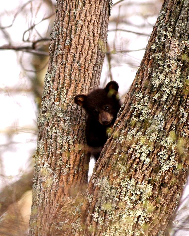 American Black Bear photo