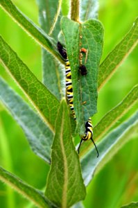 Monarch Caterpillar on Butterfly Milkweed photo