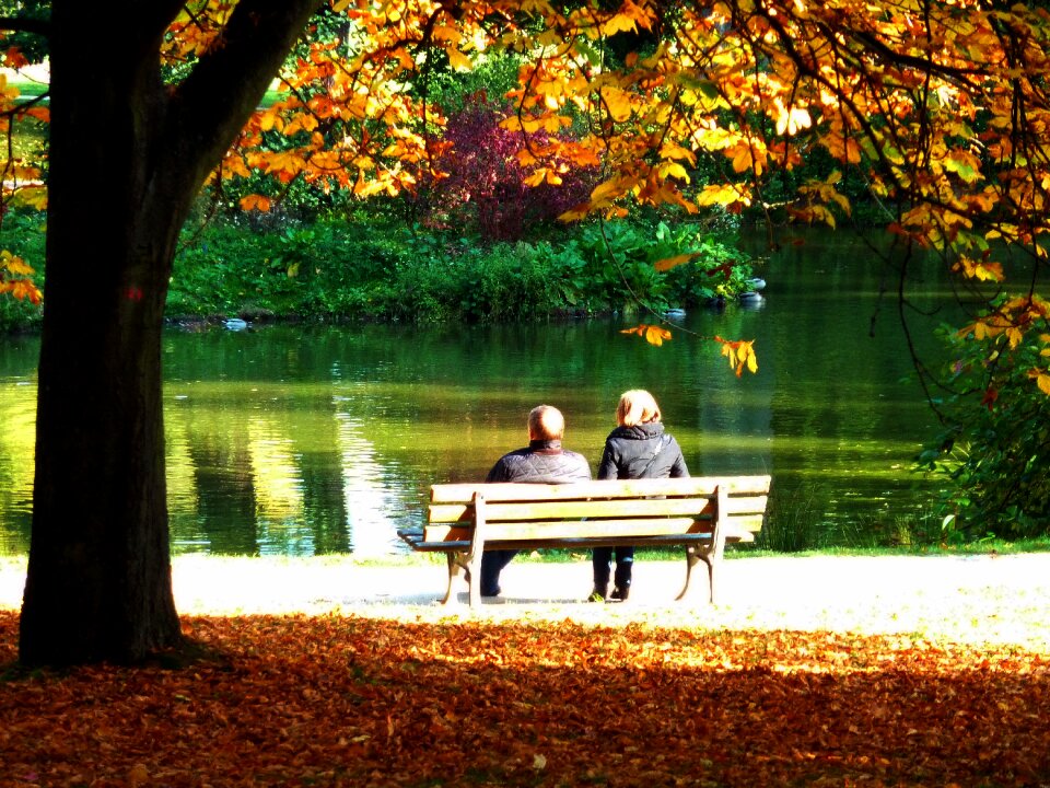 Freshly fallen fall leaves autumn