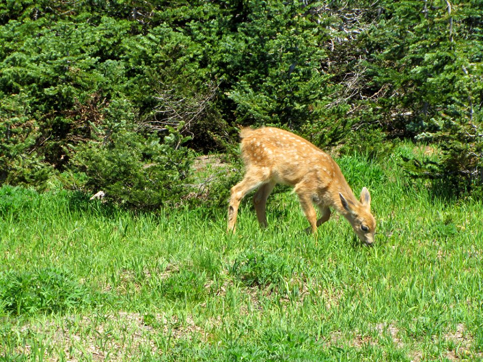 Deer at Hurricane Ridge at Olympic NP in WA