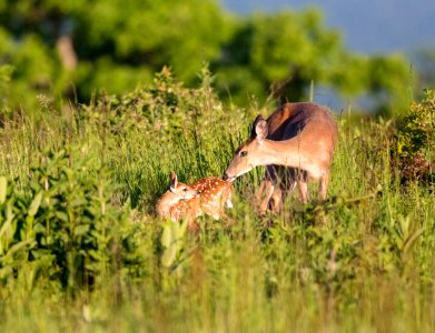 White-tailed Deer- Doe and Fawn photo