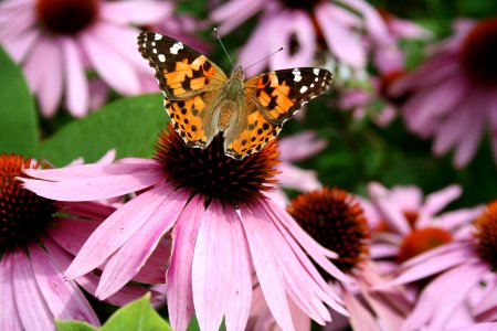 Painted Lady Butterfly on Purple Coneflower