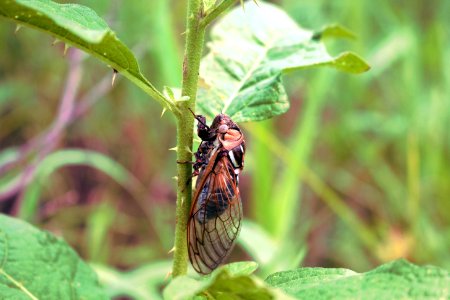 Cicada at Big Muddy National Fish and Wildlife Refuge