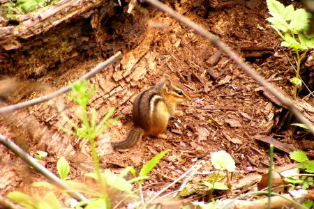 Eastern Chipmunk