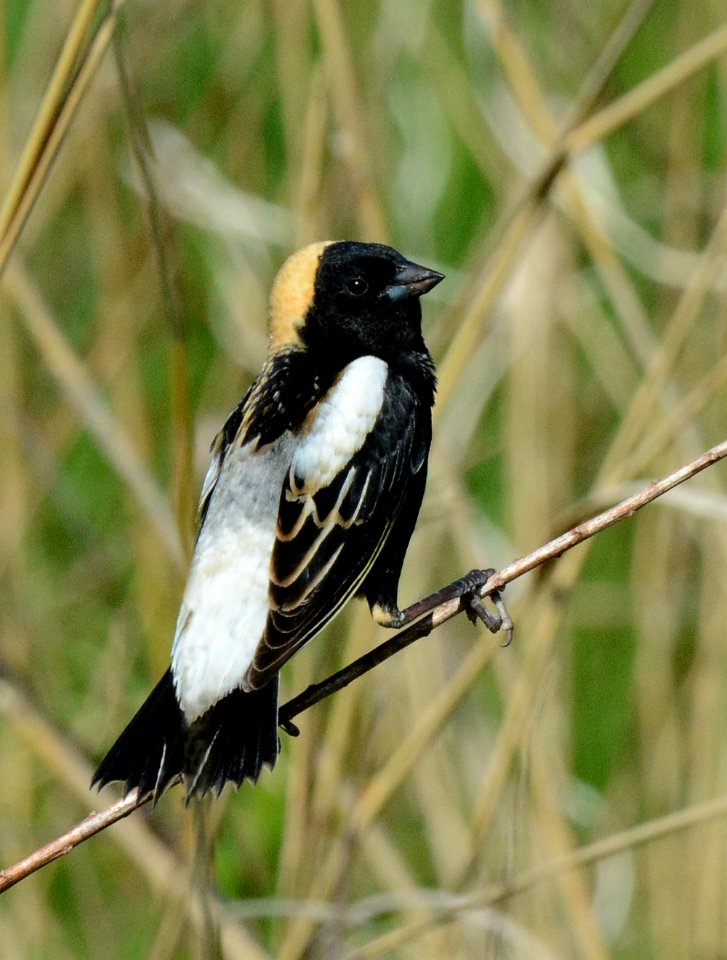 Bobolink