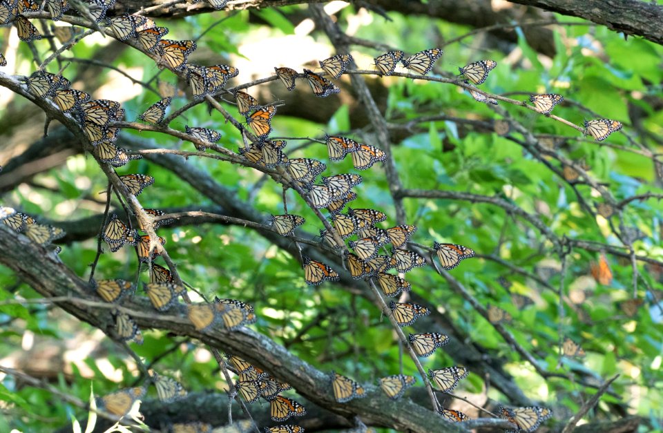 Monarchs roosting