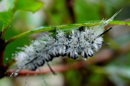 Hickory Tussocks Moth Caterpillar