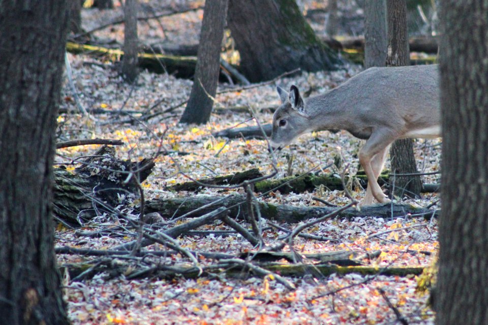 White-tailed deer
