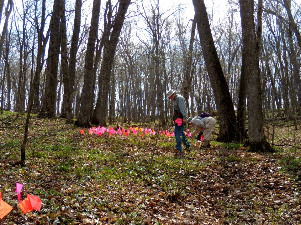 Dwarf trout lily survey: April 14, 2010 photo