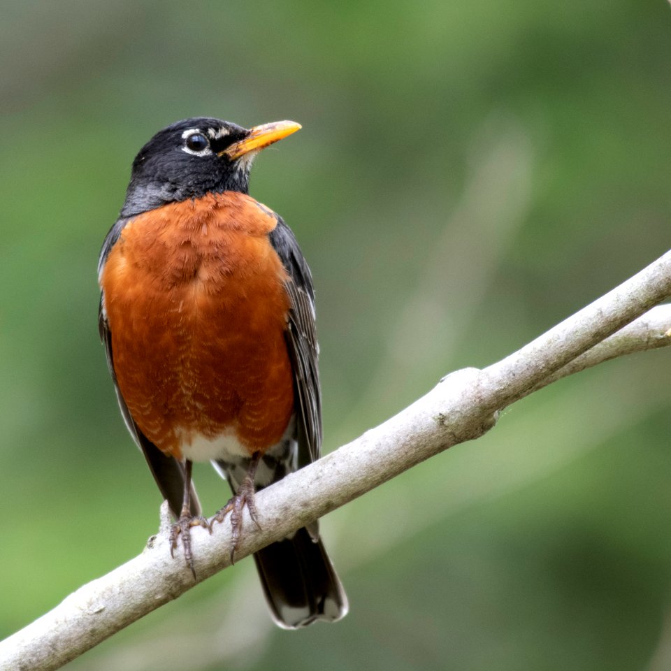 American Robin
