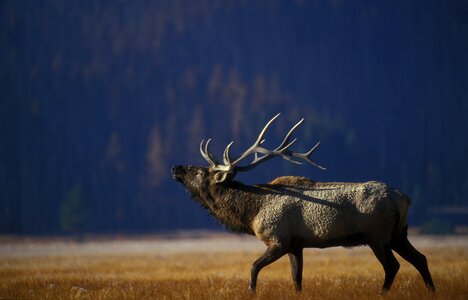 Bugling nature male