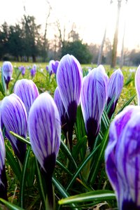 Blossoms purple crocus