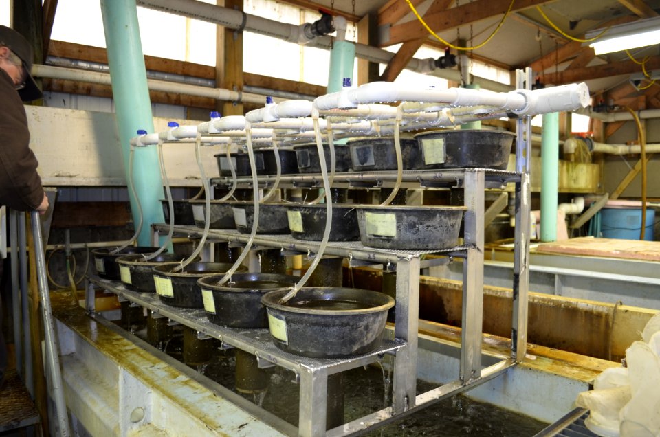 Genoa NFH Mussel Propagation Setup