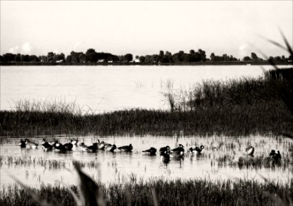 Canada Geese 94 photo