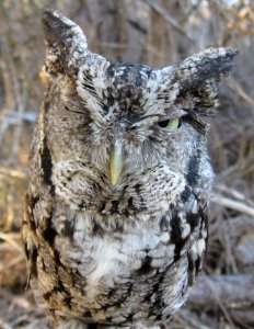 Eastern Screech-Owl photo