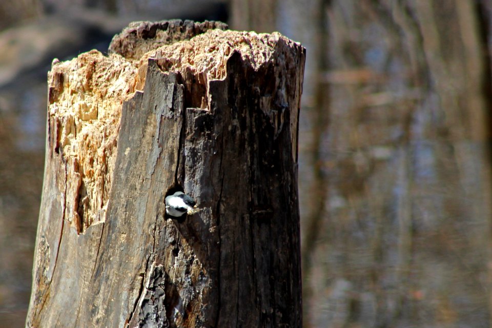 Black-capped Chickadee