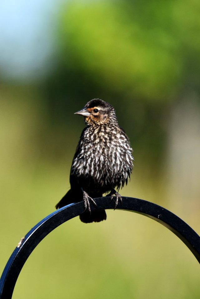 Red-winged blackbird (female)
