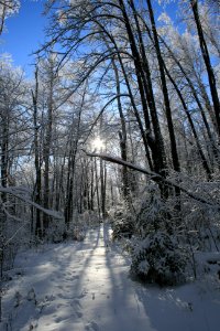 Winter Trees photo