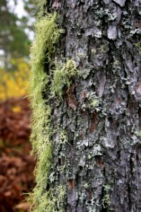 Lichen photo