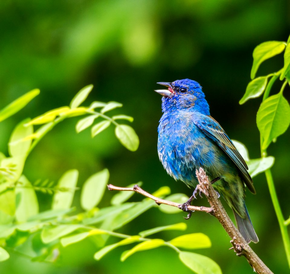 Indigo Bunting (male) photo