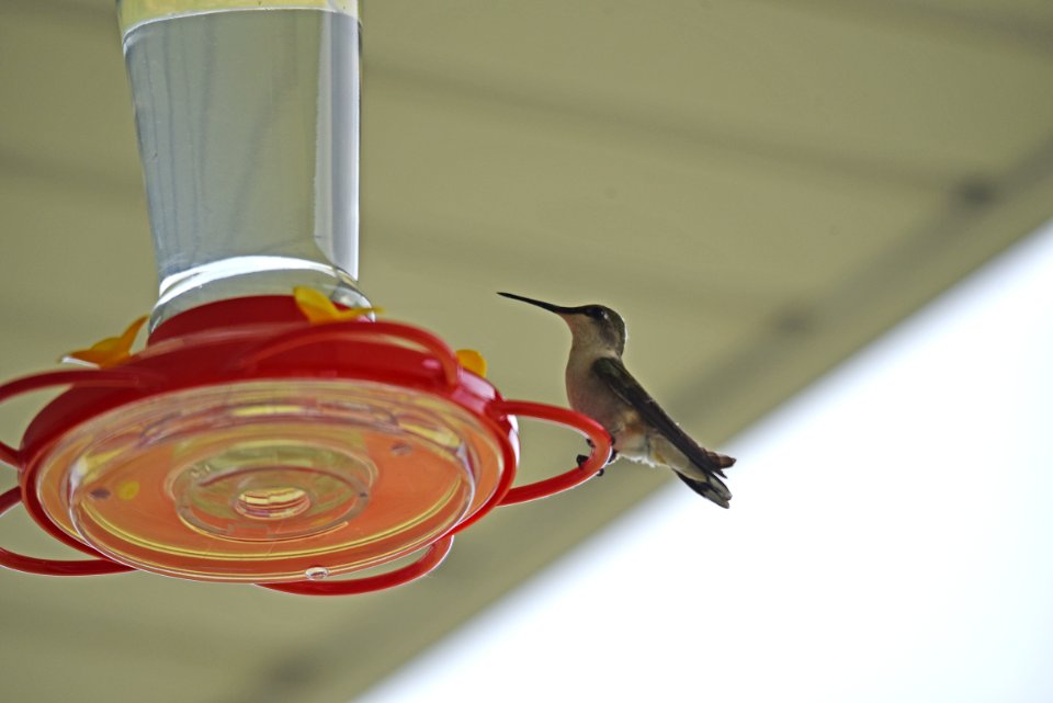 Ruby-throated hummingbird photo