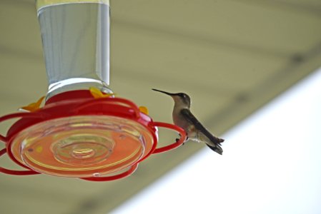 Ruby-throated hummingbird photo