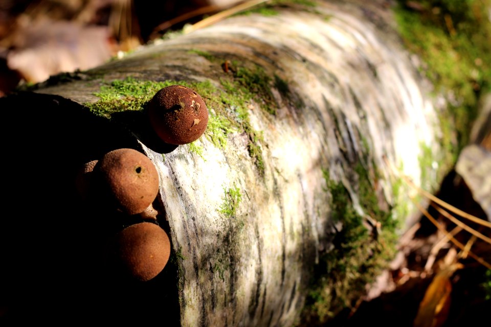 Puffball mushrooms